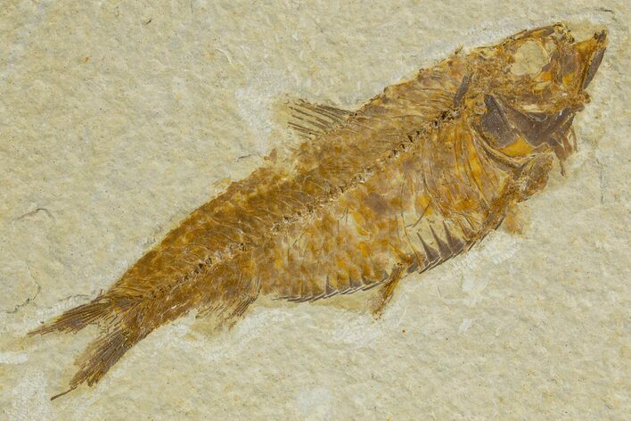 Detailed Fossil Fish (Knightia) - Wyoming #340829
